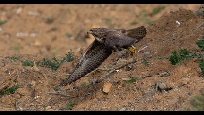 Common Buzzard