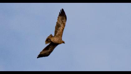 Lesser Spotted Eagle