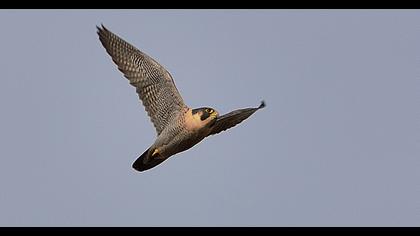 Peregrine Falcon