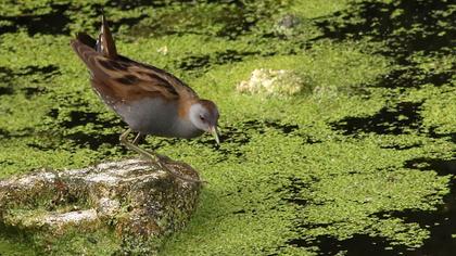 Little Crake