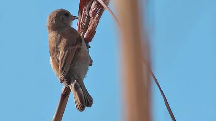 Eurasian Penduline Tit