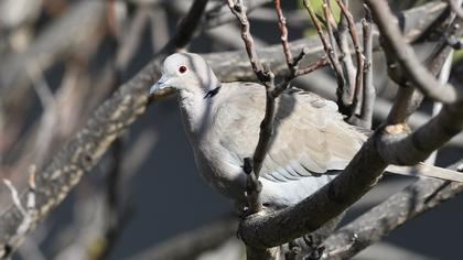 Eurasian Collared Dove