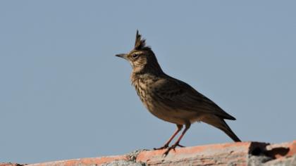 Crested Lark
