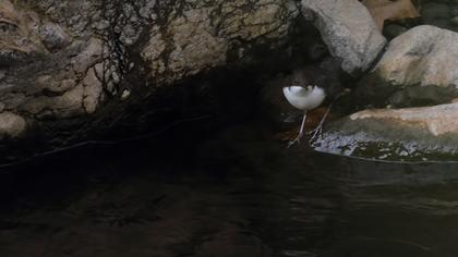 White-throated Dipper