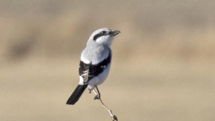 Great Grey Shrike