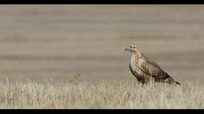 Long-legged Buzzard