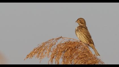 Corn Bunting