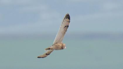 Short-eared Owl