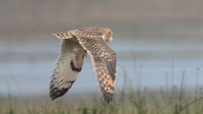 Short-eared Owl