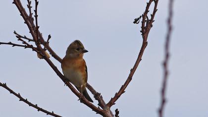 Brambling