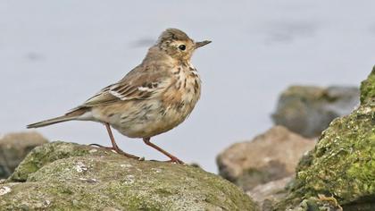 Buff-bellied Pipit