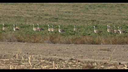 Great Bustard