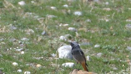 Black Redstart