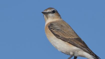 Northern Wheatear