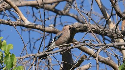 Eurasian Jay