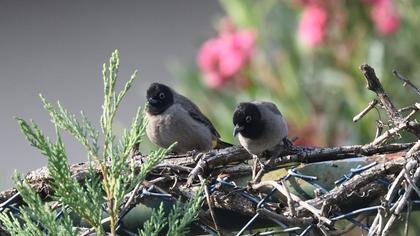 White-spectacled Bulbul