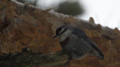 Krüper`s Nuthatch