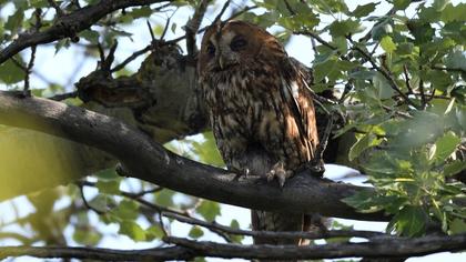 Tawny Owl