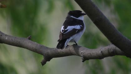 Semicollared Flycatcher