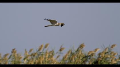 Pallid Harrier