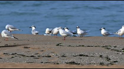 Sandwich Tern