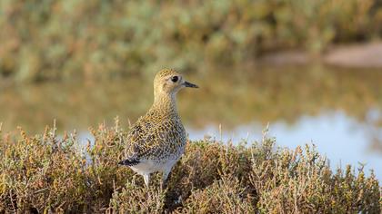 European Golden Plover