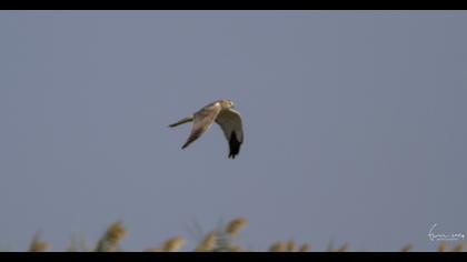 Pallid Harrier