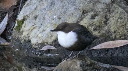 White-throated Dipper