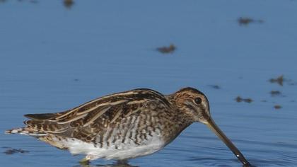 Common Snipe