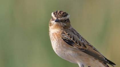Whinchat