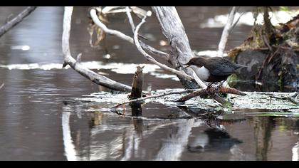 White-throated Dipper