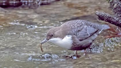 White-throated Dipper