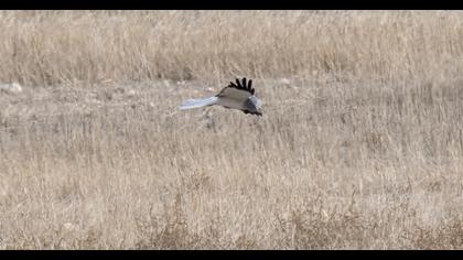 Hen Harrier