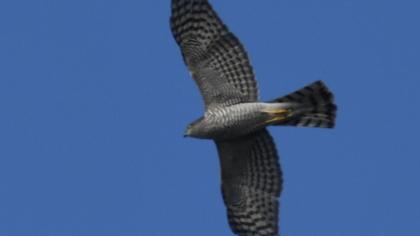 Eurasian Sparrowhawk