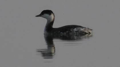 Horned Grebe