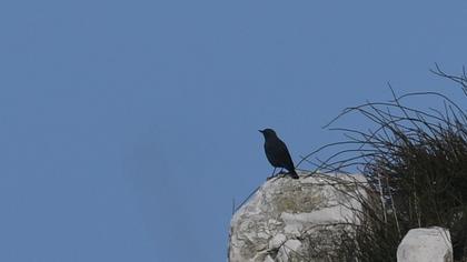 Blue Rock Thrush