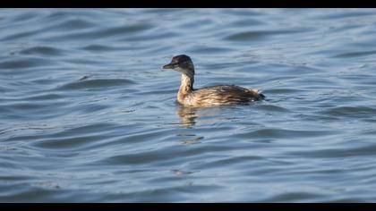 Little Grebe