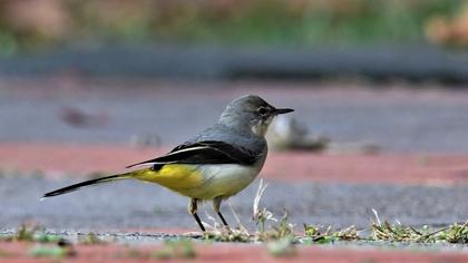 Grey Wagtail