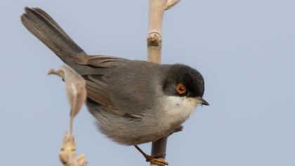 Sardinian Warbler