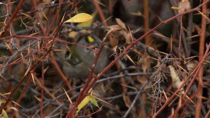 Goldcrest