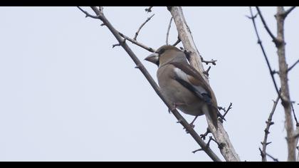 Hawfinch