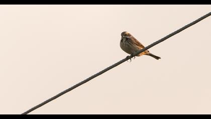 Common Reed Bunting