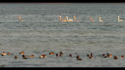 Whooper Swan