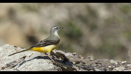 Grey Wagtail