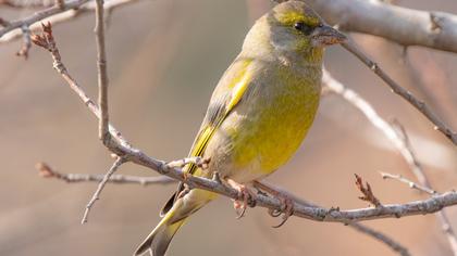 European Greenfinch