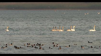 Tundra Swan