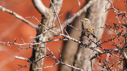 Rock Bunting