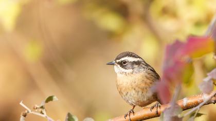 Radde`s Accentor