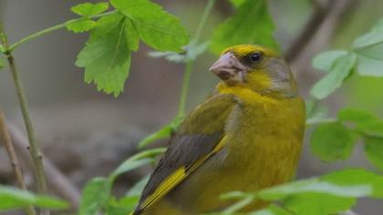 European Greenfinch