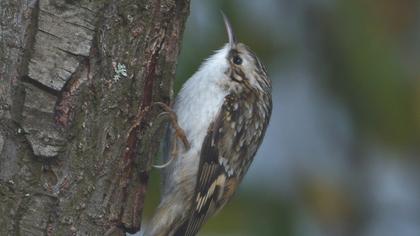 Eurasian Treecreeper